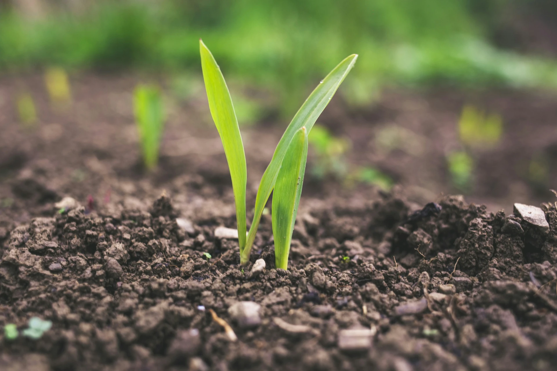 Topic: Soil Moisture