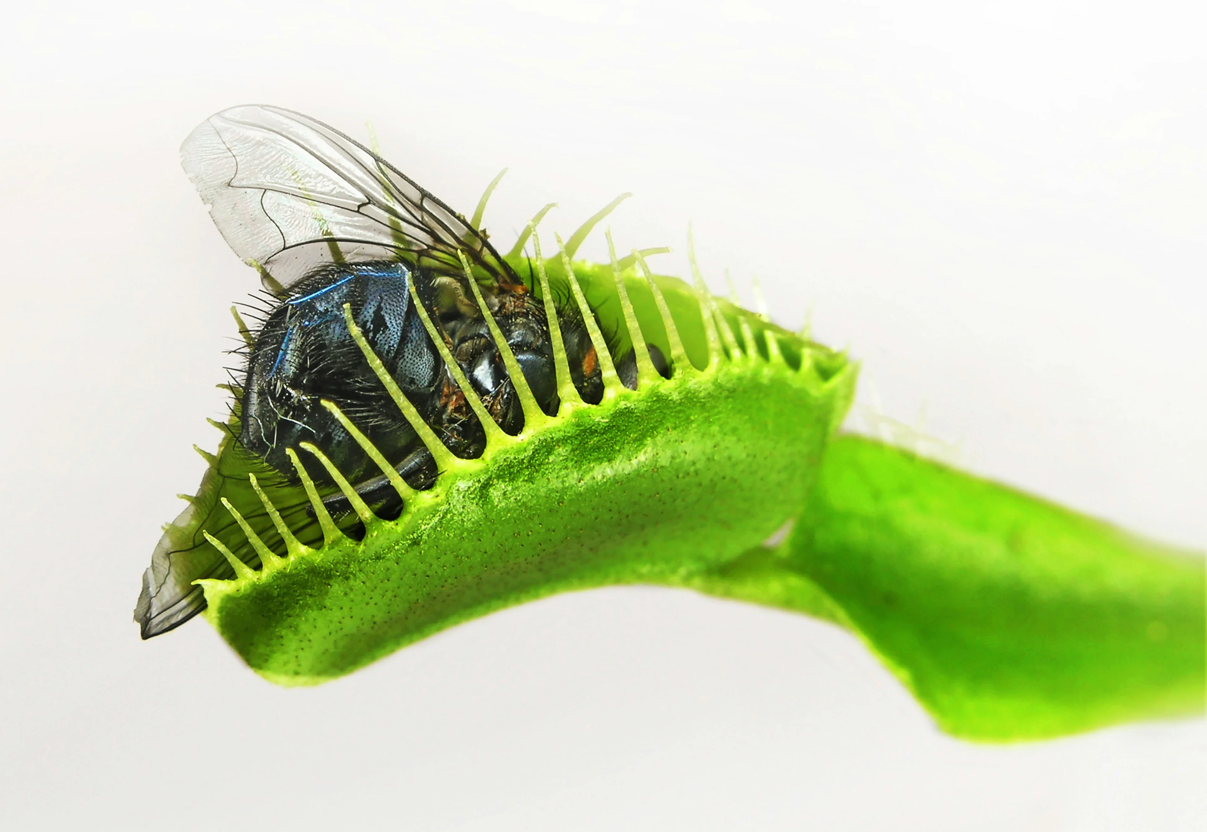Topic: Thrips