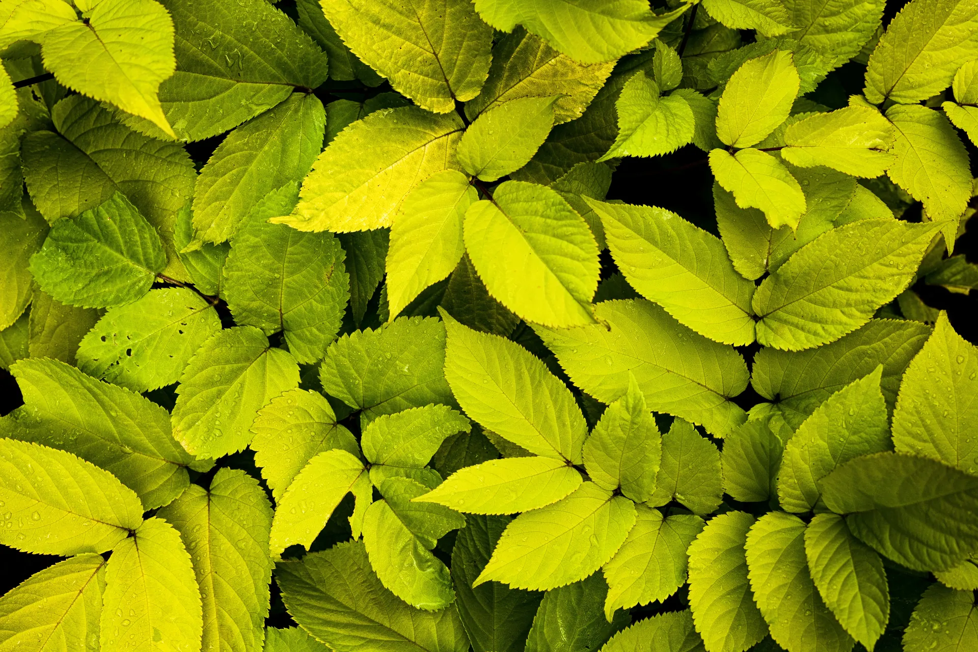 Topic: Yellow Leaves